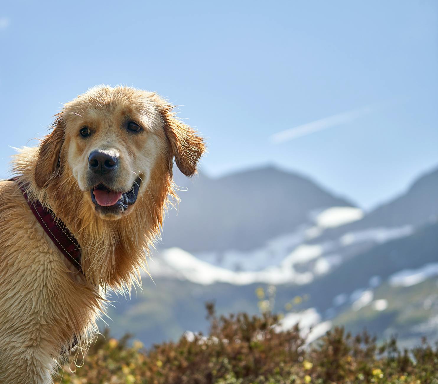 dog BARF eller tørfoder? Fordele og ulemper ved råfodring.