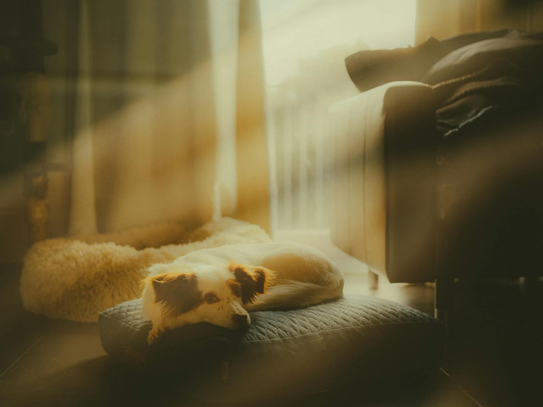 dog Hjemmelavet hundemad: Opskrifter og ernæringsråd.