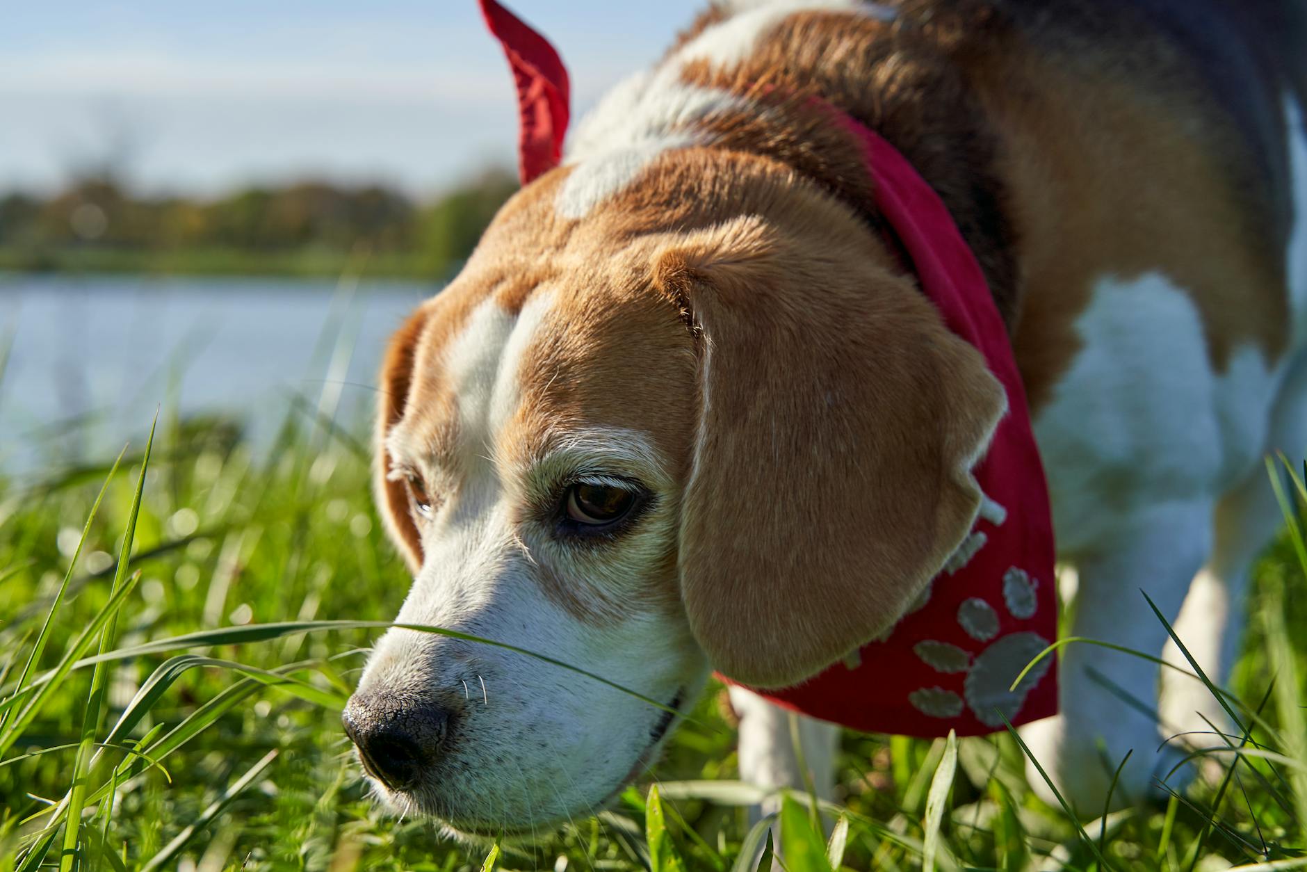 10 tegn på at din hund får for meget foder