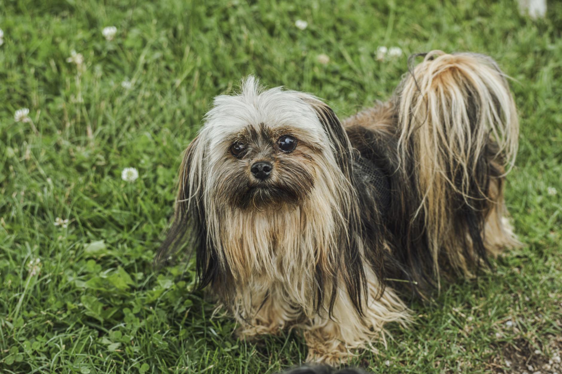Er lufttørret hundefoder mere skånsomt for maven?