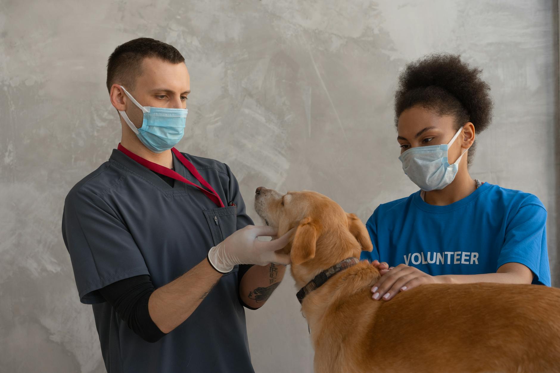 Foder til hunde med allergi – det skal du vide