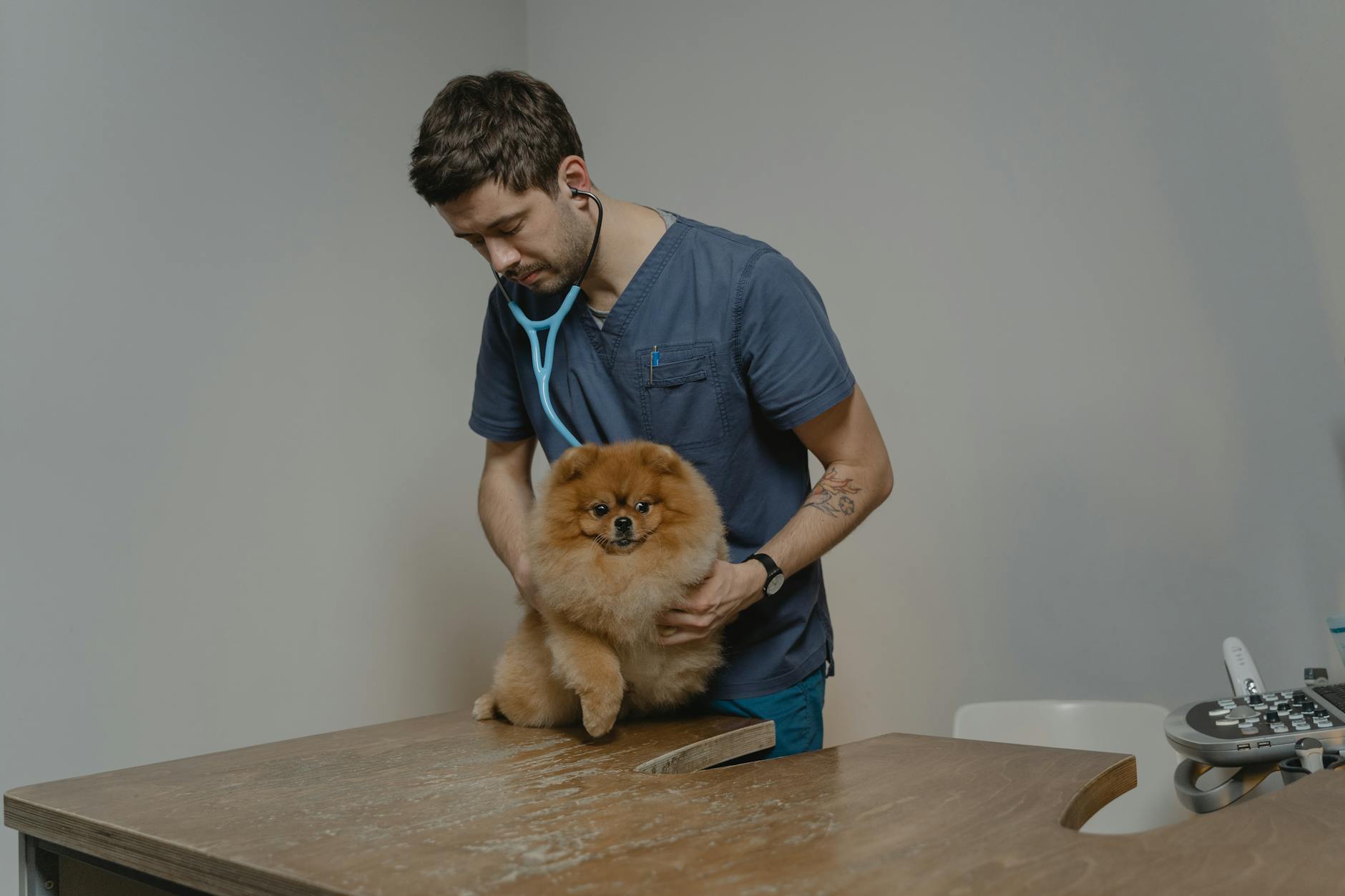 Fodervejledning til hunde med lavt aktivitetsniveau og tendens til overvægt