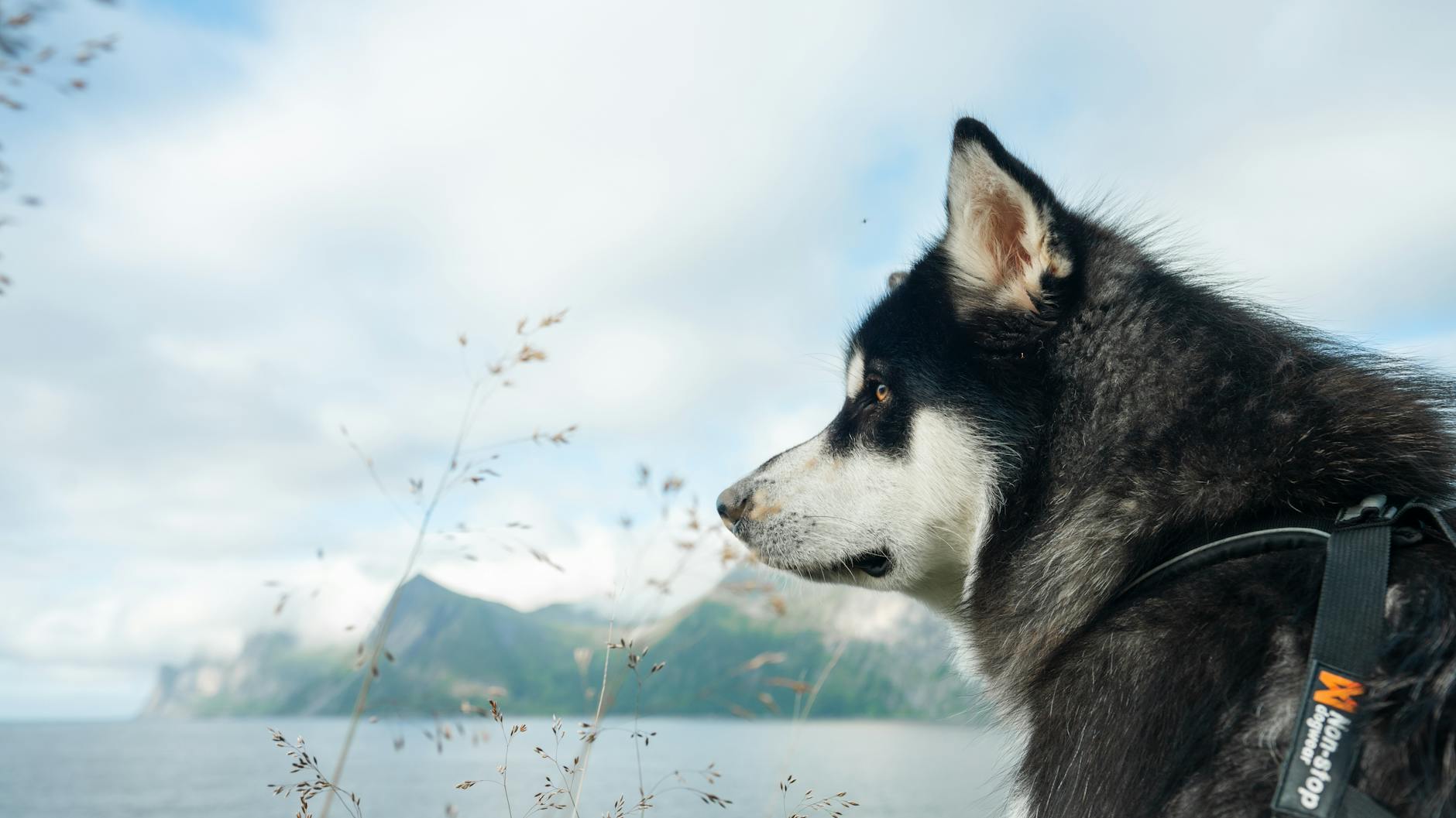 Fodring af overvægtige hunde: Gode råd og anbefalinger