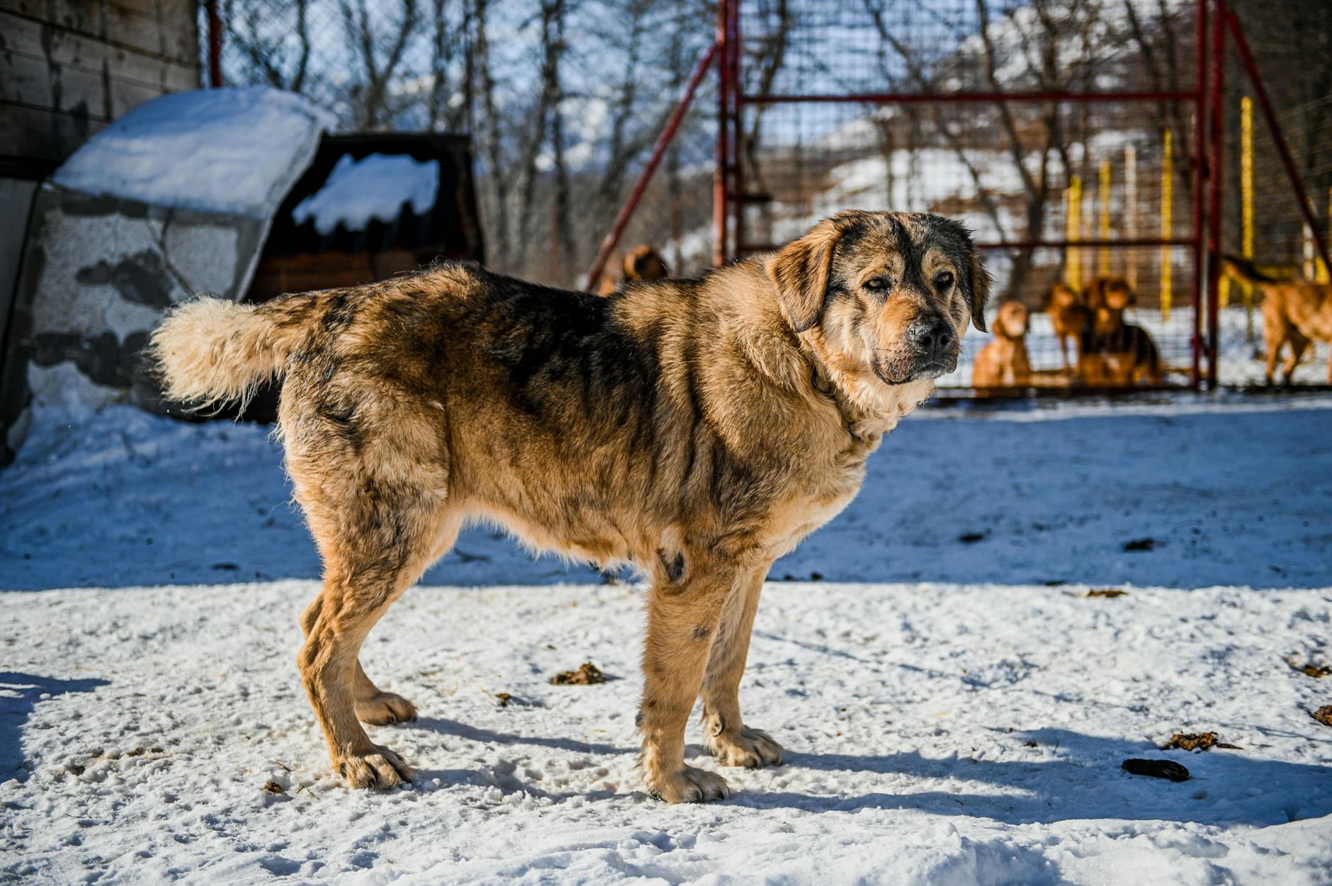 Hundefoder til allergiske hunde – hvad skal du vælge?