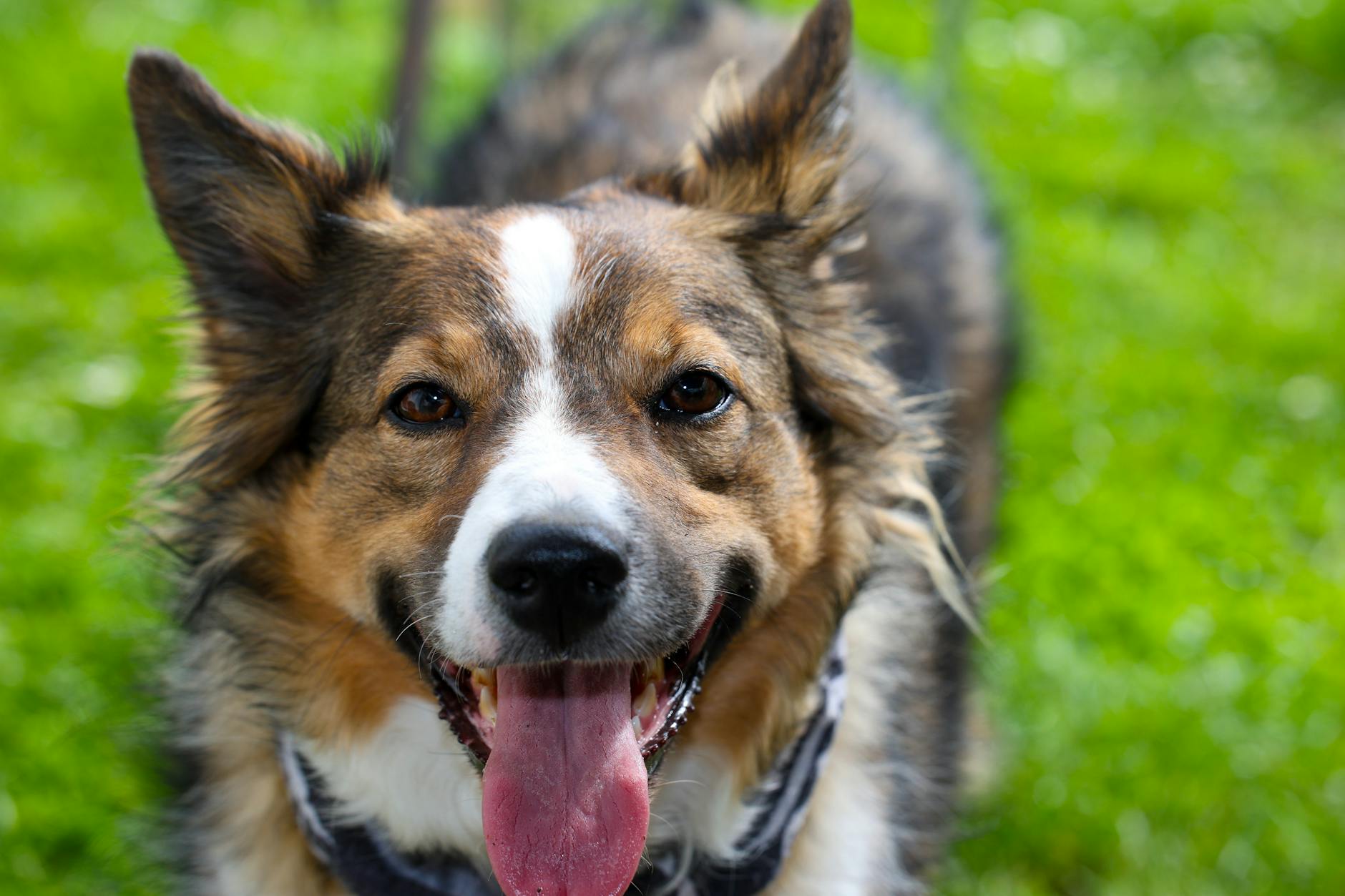 Hvad betyder “analytiske bestanddele” i hundefoder?