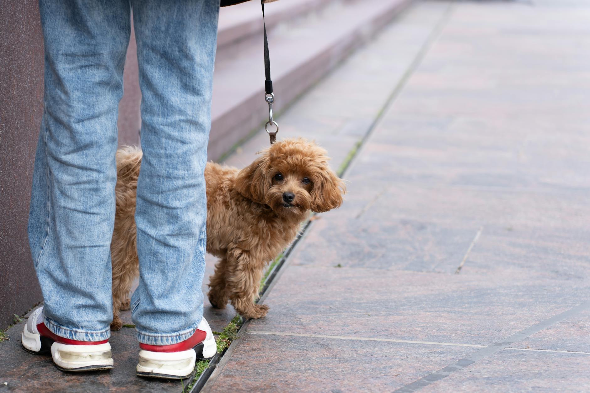 Hvad bør din hund egentlig spise dagligt?