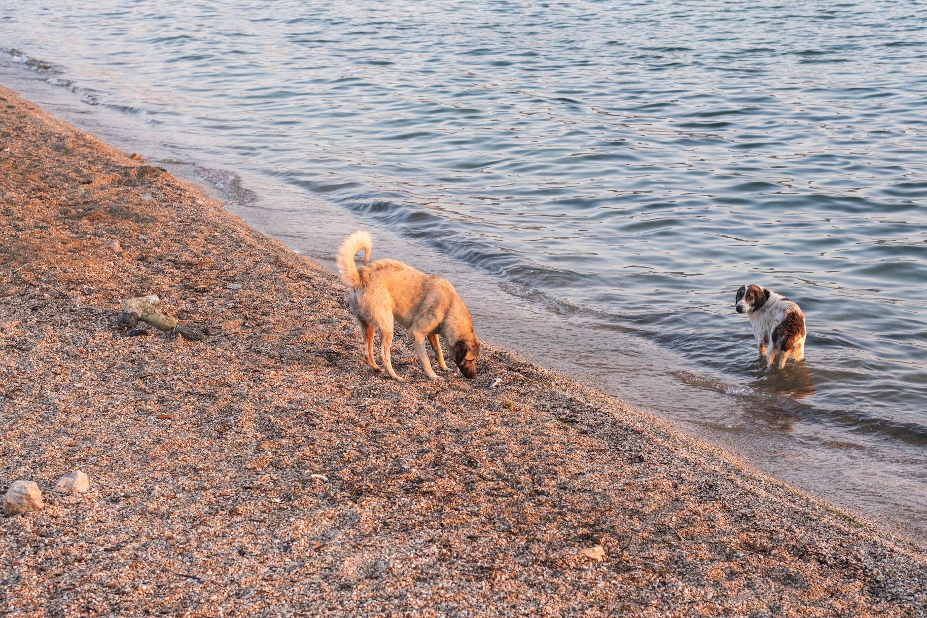 Hvad dyrlæger ikke altid fortæller dig om specialkost til hunde