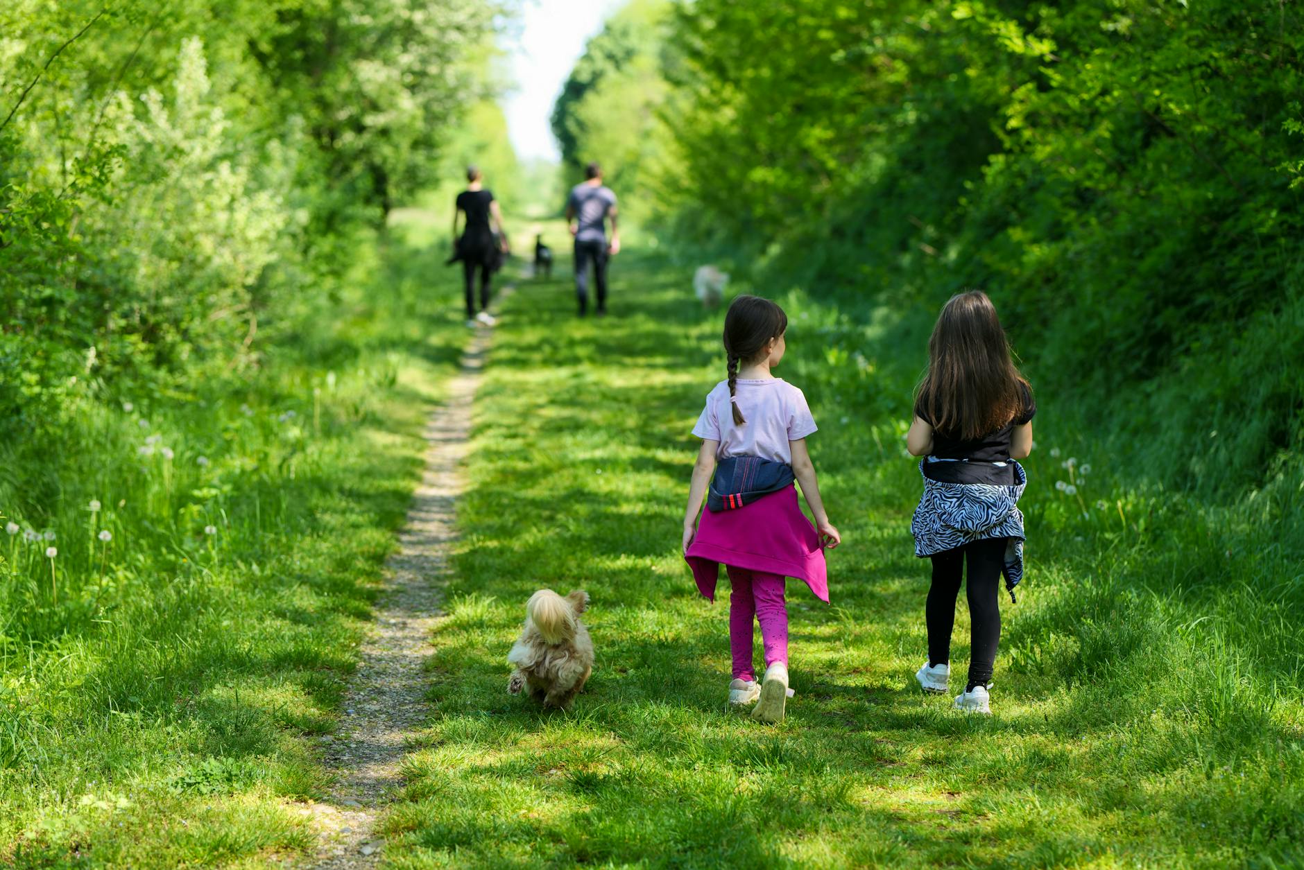 Hvilket hundefoder passer til din hunds aktivitetsniveau?