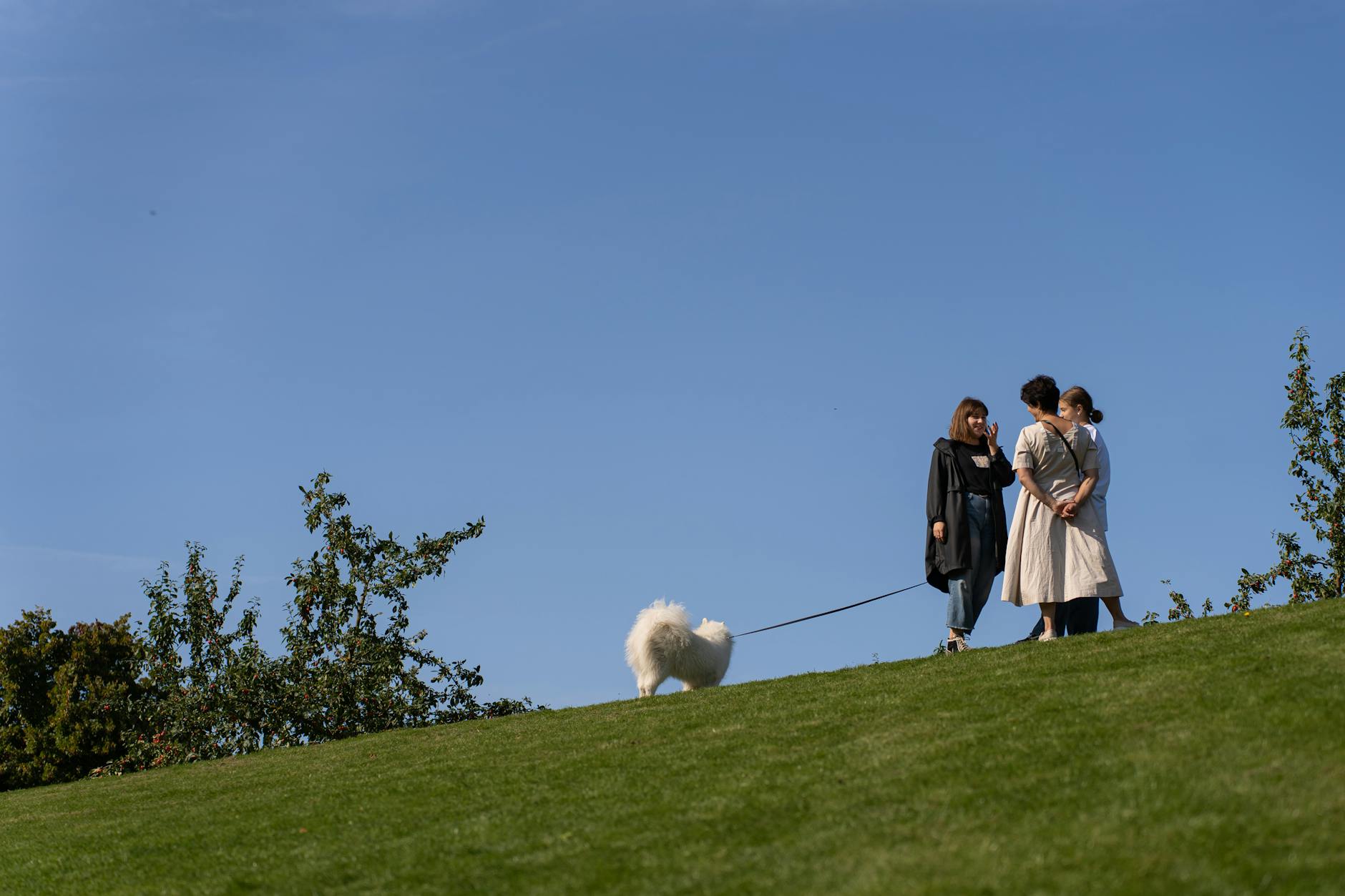 Hvor meget skal en hund spise om dagen?
