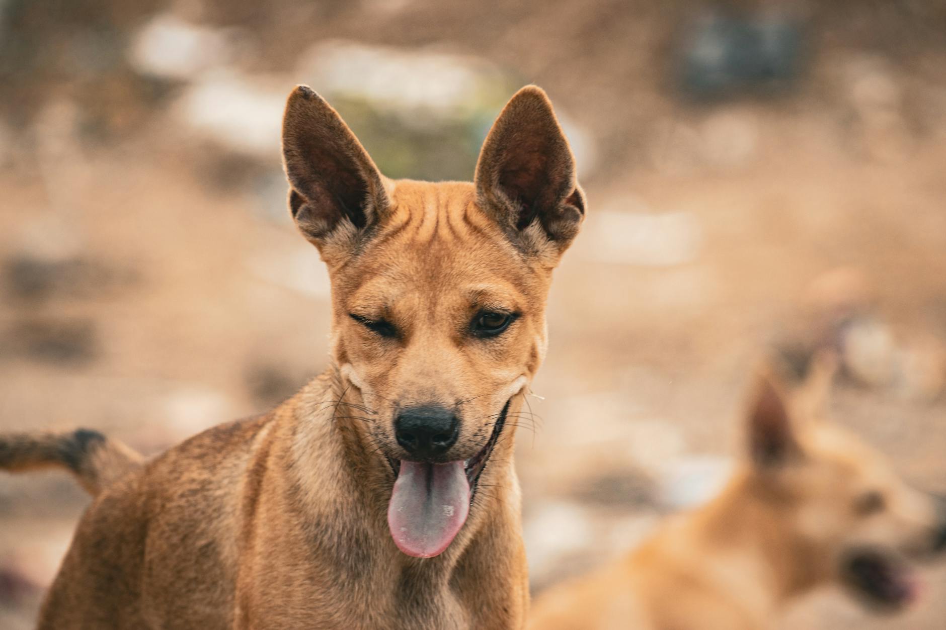 Hvordan du spotter godt hundefoder i butikken