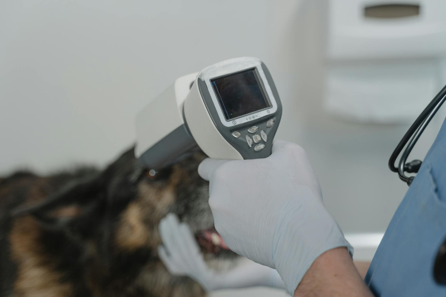 Specialkost til hunde med følsom mave