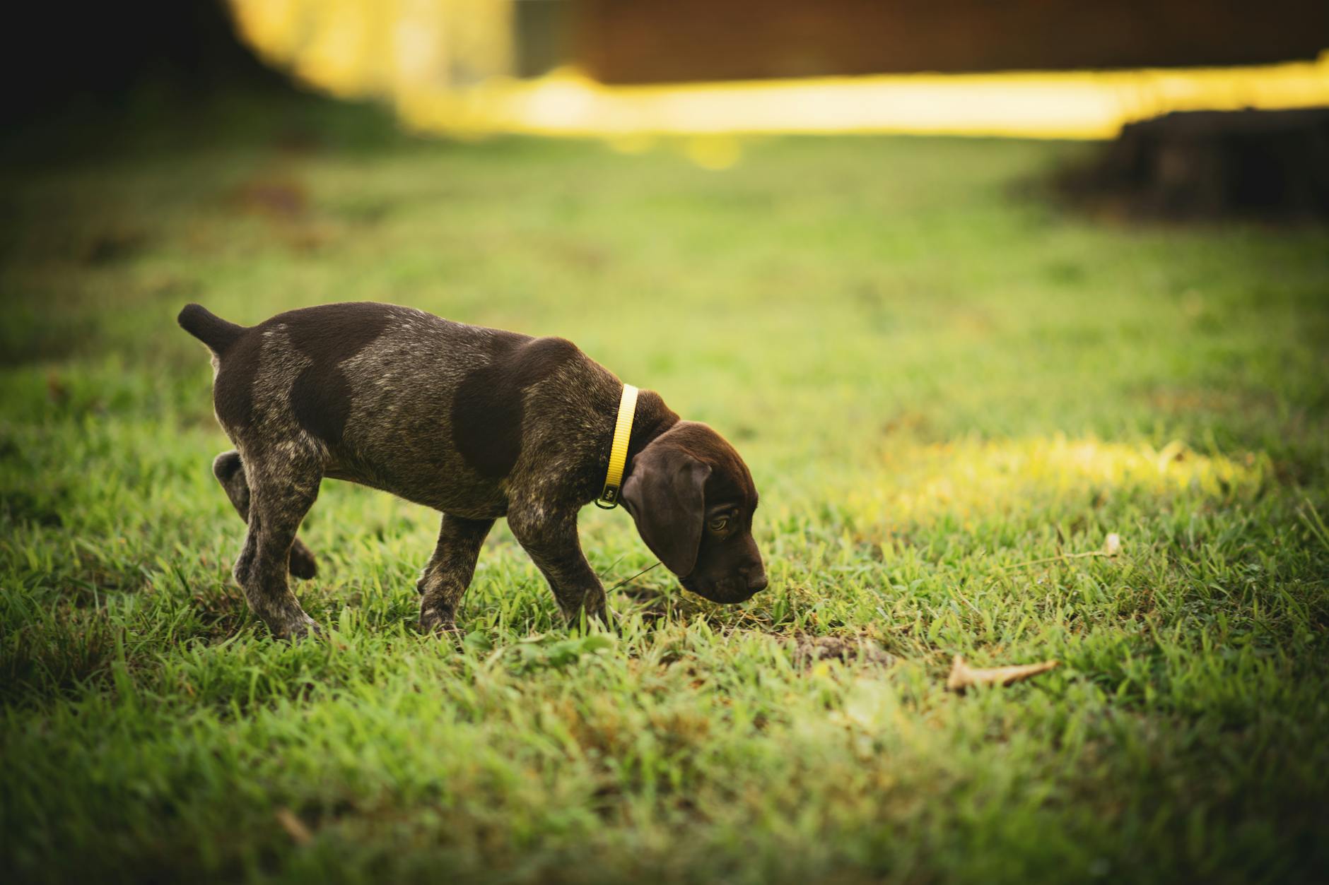 dog **Puppy growth and long-term health**