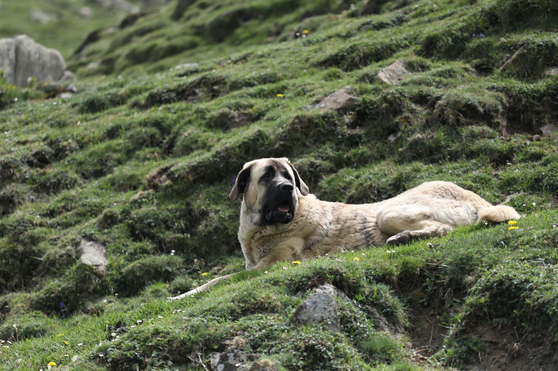 dog Almindelige fejl i hundens kostplan